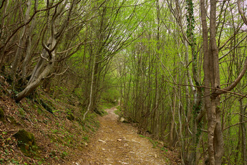 Forest path with spring greenery
