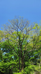 Fototapeta premium 日本の春・新緑・樹木／Spring, new greenery and trees in Japan／일본의 봄, 신록, 수목