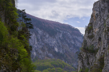 Jagged cliffs with spring forest