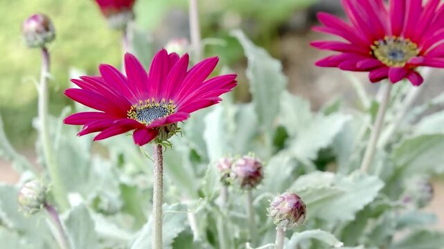 Purple flowers of arctotis hybrid