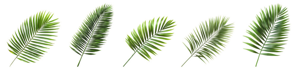 Obraz premium Lush Green Tropical Leaves Isolated on a Transparent Background