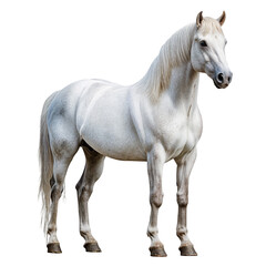 Fototapeta premium Elegant white horse standing tall with flowing mane and muscular build isolated on transparent background