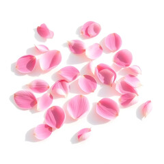 Fototapeta premium petal