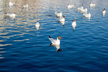 A large flock of seagulls is gracefully swimming in the water