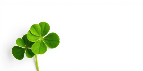 Four-leaf clover isolated on white background symbolizing luck and good fortune, nature, good fortune