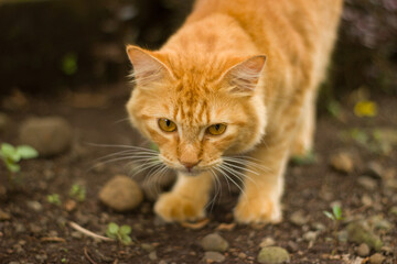 Close-up of an orange tabby cat stalking outdoors with intense focus.