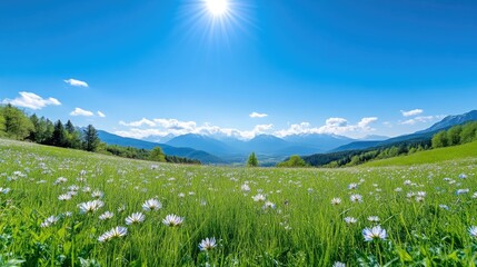 Mountain meadow bathed in sunlight