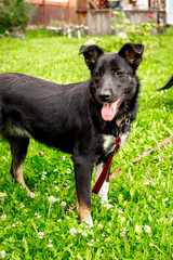 Black dog without breed on a leash in the park on green grass