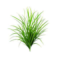 Fototapeta premium Lush green grass with vibrant blades creating natural look