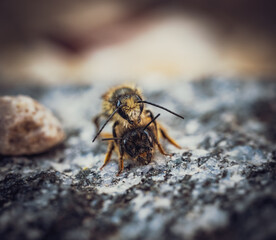 Gehörnte Mauerbienen bei der Paarung