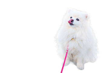 Obraz premium Fluffy White Pomeranian Dog Playfully Licking Its Lips Isolated on White