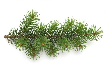 Close up of an evergreen branch with green needles isolated on a white background in studio light