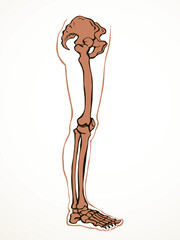 Vector drawing. Bones of the leg