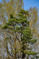 Pine and birch grow together. Vertical photography. Selective focus.