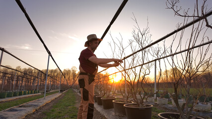 Male gardener working in a blueberries organic farm.