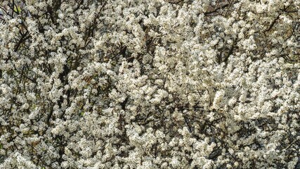Spring background. Cherry plum is shining. Selective focus.