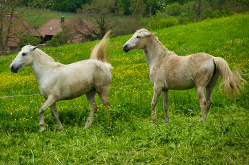 Obraz premium Pferde in Gundelfingen Wildtal