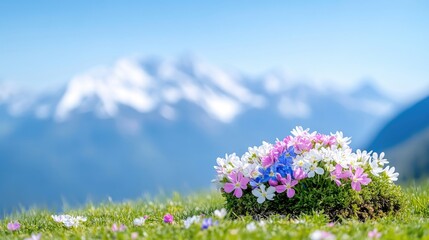 A vibrant cluster of wildflowers blooming on a grassy hilltop with majestic snow-capped mountains in the background, and serene nature scene.