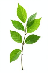 Naklejka premium Isolated branch with green leaves on white background, solo, solitary