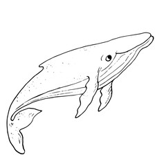 Humpback whale, black and white ink sketch. Vector illustration. An ocean mammal, isolated on a white background. A linear drawing of a marine animal from the ocean. © Elena