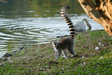 ring tailed lemur catta wild primate
