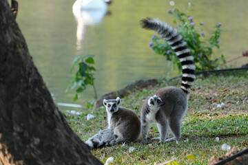 Obraz premium ring tailed lemur catta wild primate