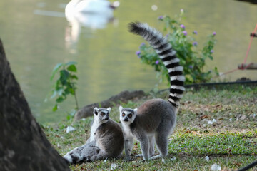 ring tailed lemur catta wild primate