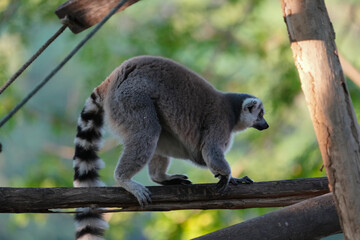 ring tailed lemur catta wild primate