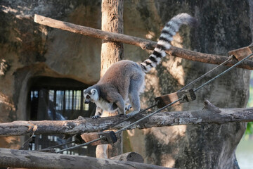 Obraz premium ring tailed lemur catta wild primate