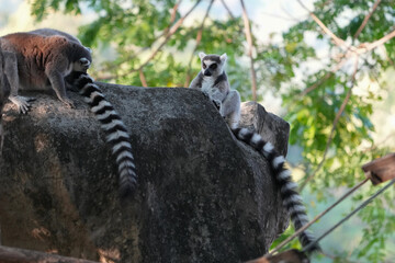 ring tailed lemur catta wild primate