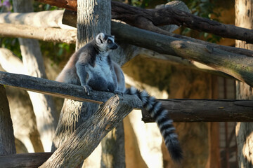 ring tailed lemur catta wild primate