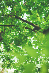 Korea's Wonderful Nature