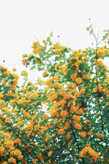 Korea's Wonderful Nature