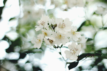 Korea's Wonderful Nature