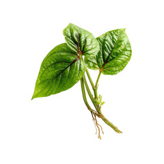 Obraz premium Fresh green leaves with vibrant texture. transparent background