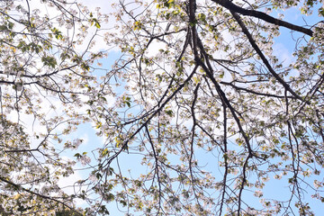 桜の木と青空