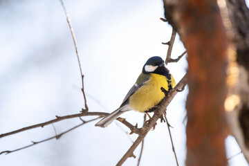 A beautiful yellow-breasted tit sits on a tree.
