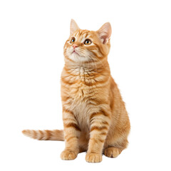 Cute Orange Tabby Cat Sitting on White Background – Adorable Pet Portrait