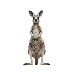 Naklejka premium Kangaroo standing upright, showcasing its unique posture and features
