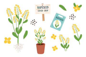Rapeseed plant, flowers, leaves cliparts isolated on white. Nature background, cover crop. Gardening, regenerative farming, nature, soil care concept. Vector hand drawn banner.