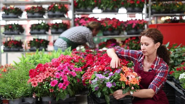 Adult female saleswoman in uniform holding pot of periwinkle in flower shop