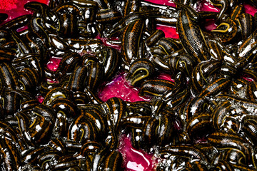 Many leeches in blood on leech farm or medical laboratory