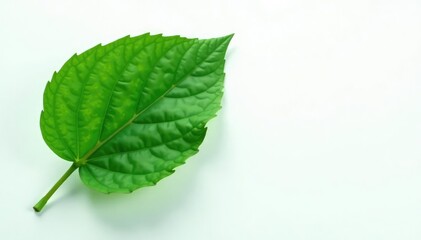 Obraz premium A large leaf isolated on white background with veins and texture, minimalist, simple, clean