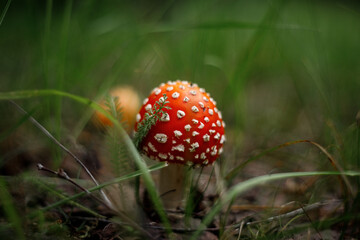 Amanita muscaria, commonly known as the fly agaric or fly amanita. Toxic and hallucinogen mushroom Fly Agaric in grass on autumn forest background. Macro close up in natural environment.
