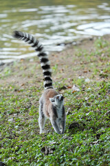 Obraz premium ring tailed lemur catta wild primate