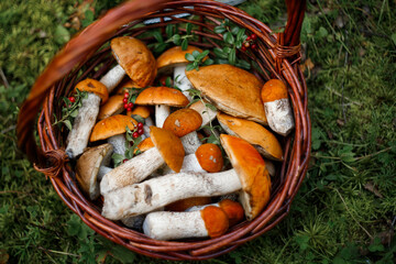 A whole basket of aspen mushrooms. Baskets with autumn forest mushrooms.