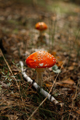Amanita muscaria, commonly known as the fly agaric or fly amanita. Toxic and hallucinogen mushroom Fly Agaric in grass on autumn forest background. Macro close up in natural environment.