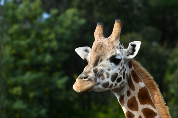 Rothschild's giraffe