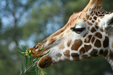 Rothschild's giraffe