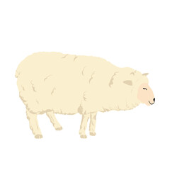 A sheep
